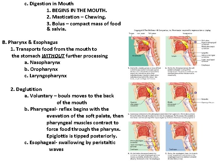 c. Digestion in Mouth 1. BEGINS IN THE MOUTH. 2. Mastication – Chewing. 3. c. Digestion in Mouth 1. BEGINS IN THE MOUTH. 2. Mastication – Chewing. 3.