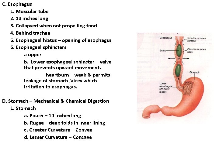 C. Esophagus 1. Muscular tube 2. 10 inches long 3. Collapsed when not propelling C. Esophagus 1. Muscular tube 2. 10 inches long 3. Collapsed when not propelling