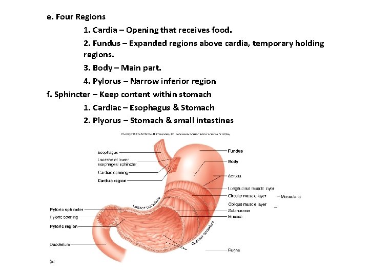 e. Four Regions 1. Cardia – Opening that receives food. 2. Fundus – Expanded e. Four Regions 1. Cardia – Opening that receives food. 2. Fundus – Expanded