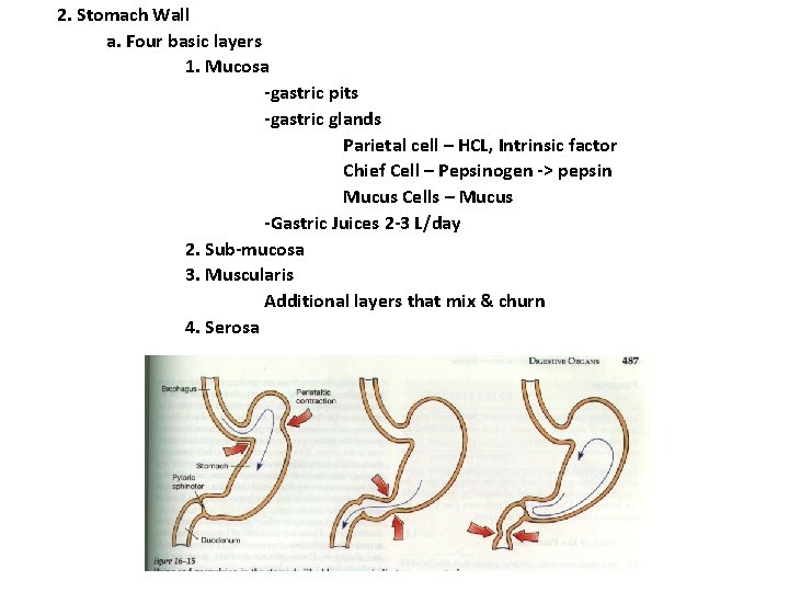 2. Stomach Wall a. Four basic layers 1. Mucosa -gastric pits -gastric glands Parietal 2. Stomach Wall a. Four basic layers 1. Mucosa -gastric pits -gastric glands Parietal