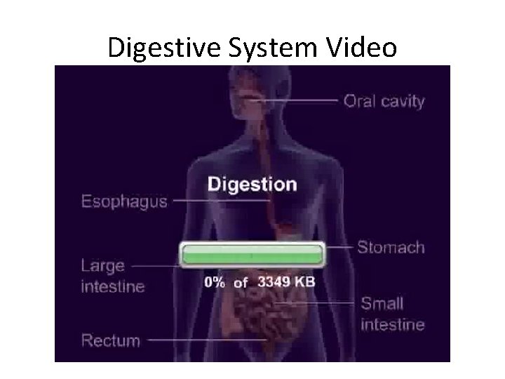 Digestive System Video Digestive System Video