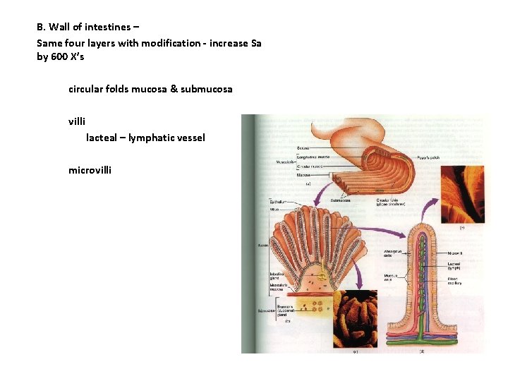 B. Wall of intestines – Same four layers with modification - increase Sa by B. Wall of intestines – Same four layers with modification - increase Sa by