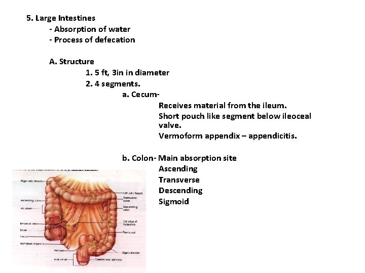 5. Large Intestines - Absorption of water - Process of defecation A. Structure 1. 5. Large Intestines - Absorption of water - Process of defecation A. Structure 1.