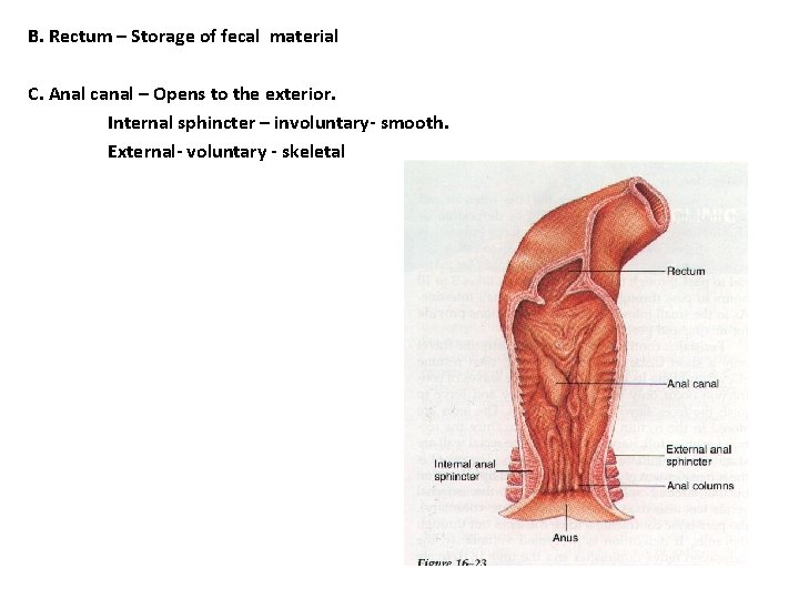 B. Rectum – Storage of fecal material C. Anal canal – Opens to the B. Rectum – Storage of fecal material C. Anal canal – Opens to the