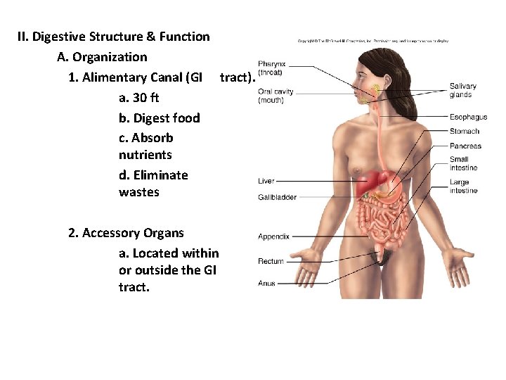 II. Digestive Structure & Function A. Organization 1. Alimentary Canal (GI tract). a. 30 II. Digestive Structure & Function A. Organization 1. Alimentary Canal (GI tract). a. 30
