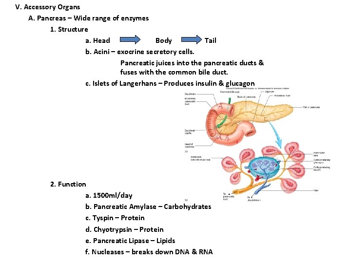 V. Accessory Organs A. Pancreas – Wide range of enzymes 1. Structure a. Head V. Accessory Organs A. Pancreas – Wide range of enzymes 1. Structure a. Head
