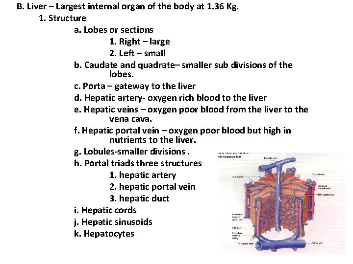 B. Liver – Largest internal organ of the body at 1. 36 Kg. 1. B. Liver – Largest internal organ of the body at 1. 36 Kg. 1.