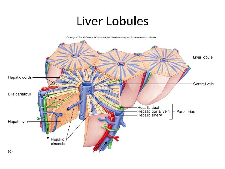 Liver Lobules Liver Lobules