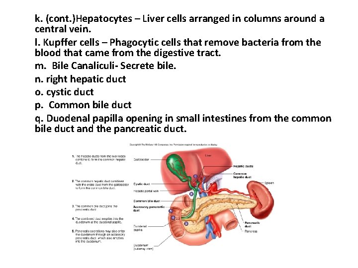 k. (cont. )Hepatocytes – Liver cells arranged in columns around a central vein. l. k. (cont. )Hepatocytes – Liver cells arranged in columns around a central vein. l.