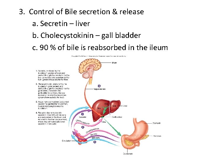 3. Control of Bile secretion & release a. Secretin – liver b. Cholecystokinin – 3. Control of Bile secretion & release a. Secretin – liver b. Cholecystokinin –
