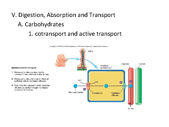 V. Digestion, Absorption and Transport A. Carbohydrates 1. cotransport and active transport V. Digestion, Absorption and Transport A. Carbohydrates 1. cotransport and active transport
