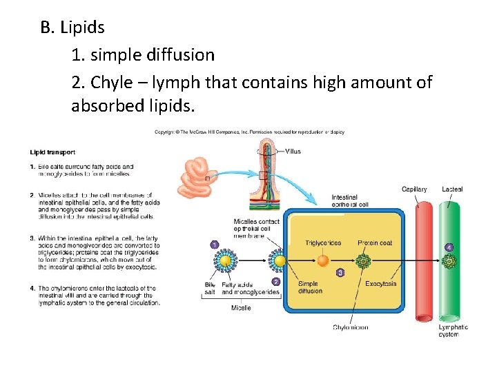 B. Lipids 1. simple diffusion 2. Chyle – lymph that contains high amount of B. Lipids 1. simple diffusion 2. Chyle – lymph that contains high amount of