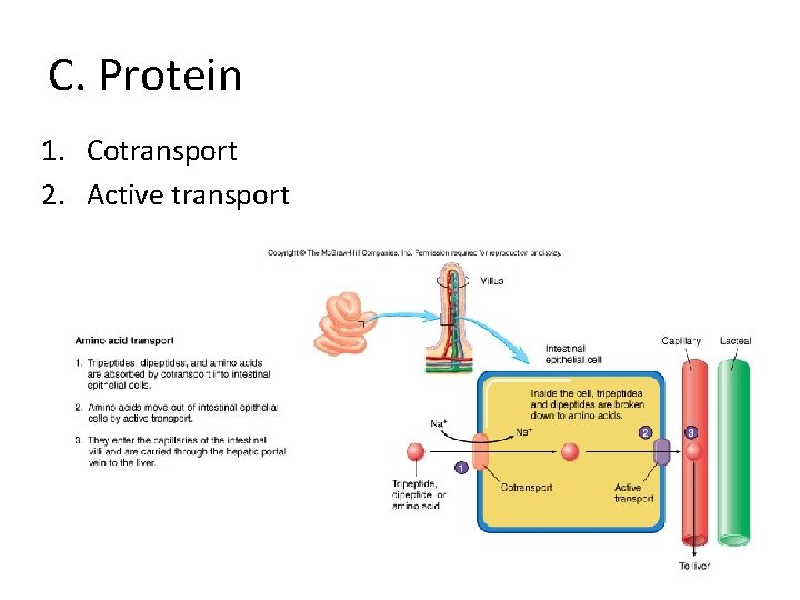 C. Protein 1. Cotransport 2. Active transport C. Protein 1. Cotransport 2. Active transport