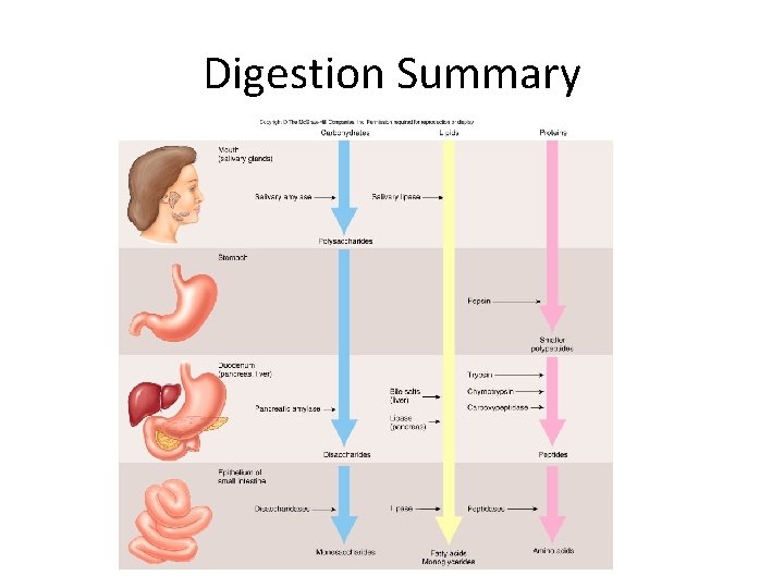 Digestion Summary Digestion Summary