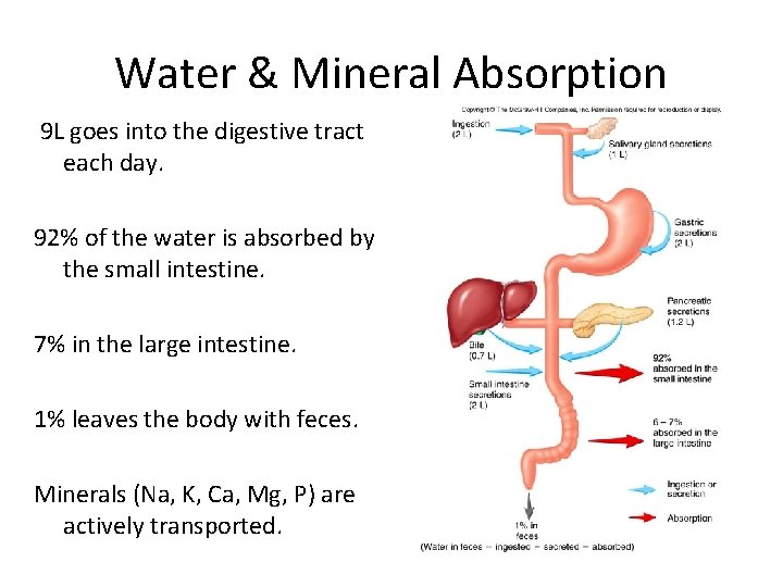 Water & Mineral Absorption 9 L goes into the digestive tract each day. 92% Water & Mineral Absorption 9 L goes into the digestive tract each day. 92%