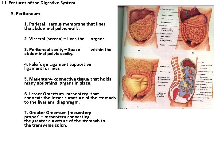 III. Features of the Digestive System A. Peritoneum 1. Parietal –serous membrane that lines III. Features of the Digestive System A. Peritoneum 1. Parietal –serous membrane that lines