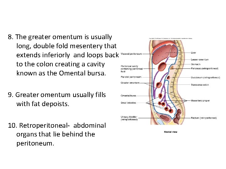 8. The greater omentum is usually long, double fold mesentery that extends inferiorly and 8. The greater omentum is usually long, double fold mesentery that extends inferiorly and