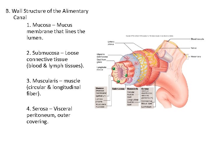 B. Wall Structure of the Alimentary Canal 1. Mucosa – Mucus membrane that lines B. Wall Structure of the Alimentary Canal 1. Mucosa – Mucus membrane that lines