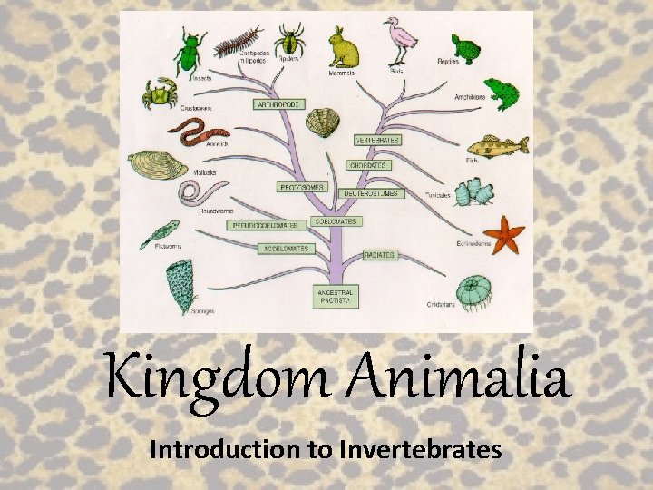 Kingdom Animalia Introduction to Invertebrates 