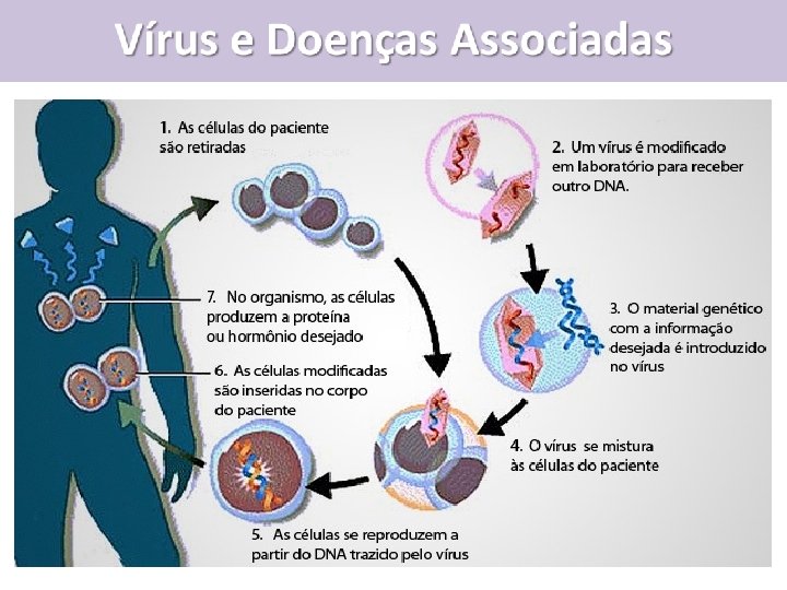 Terapia genética utilizando Vírus ü Um gene "normal" é inserido no genoma para substituir