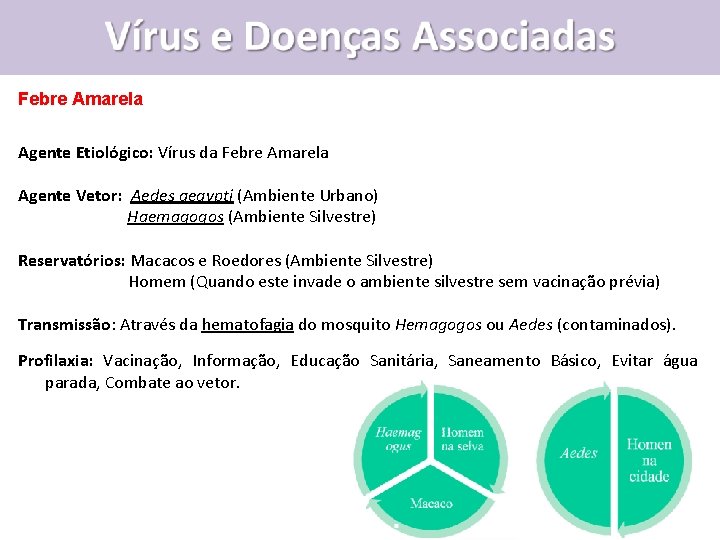 Febre Amarela Agente Etiológico: Vírus da Febre Amarela Agente Vetor: Aedes aegypti (Ambiente Urbano)