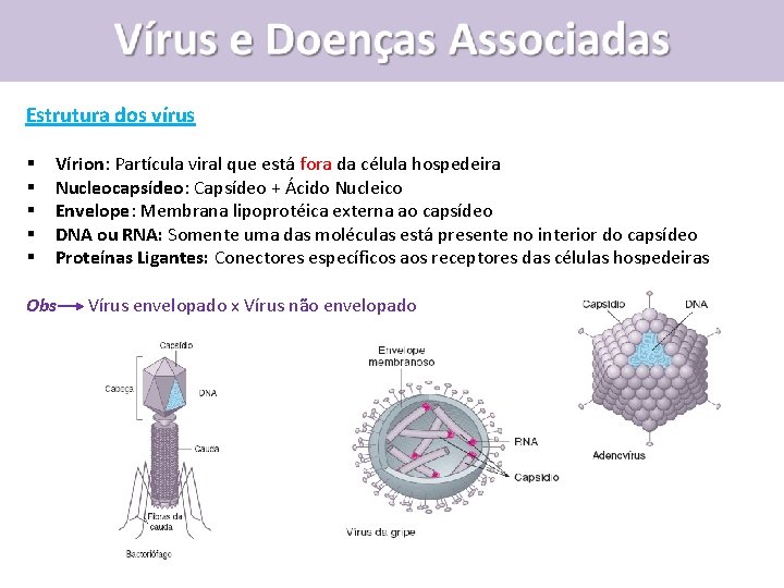 Estrutura dos vírus § § § Vírion: Partícula viral que está fora da célula