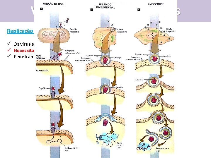 Replicação Viral ü Os vírus só se replicam no interior de uma célula hospedeira.