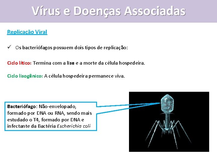 Vírus e Doenças Associadas Replicação Viral ü Os bacteriófagos possuem dois tipos de replicação: