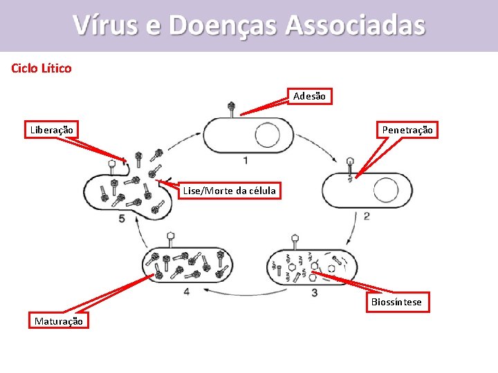 Vírus e Doenças Associadas Ciclo Lítico Adesão Liberação Penetração Lise/Morte da célula Biossíntese Maturação