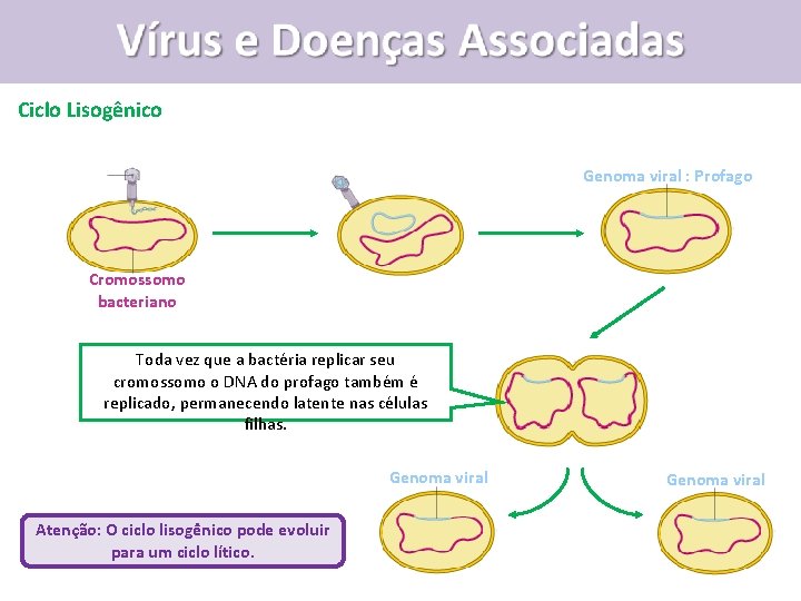 Vírus e Doenças Associadas Ciclo Lisogênico Genoma viral : Profago Cromossomo bacteriano Toda vez