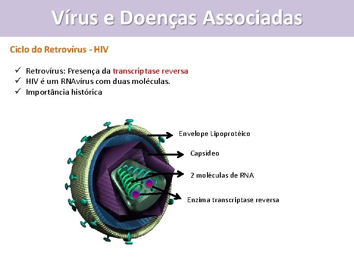 Vírus e Doenças Associadas Ciclo do Retrovírus - HIV ü Retrovírus: Presença da transcriptase