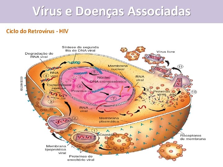 Vírus e Doenças Associadas Ciclo do Retrovírus - HIV 