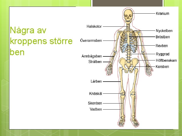 Rörben Anatomi hur r din kropp byggd Tre olika
