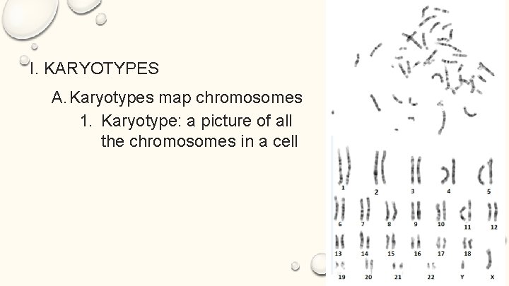 S 3 HEREDITY E 6 KARYOTYPES Objective Describe