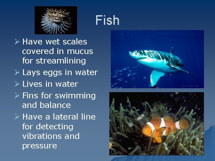 Fish Ø Have wet scales covered in mucus for streamlining Ø Lays eggs in
