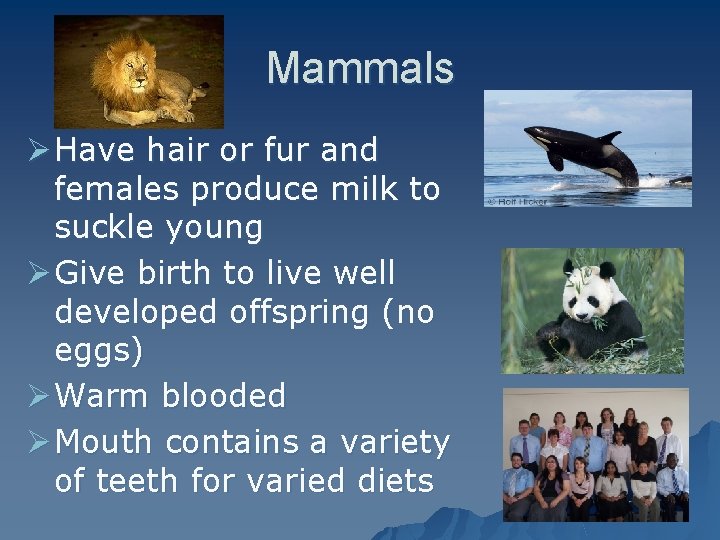 Mammals Ø Have hair or fur and females produce milk to suckle young Ø