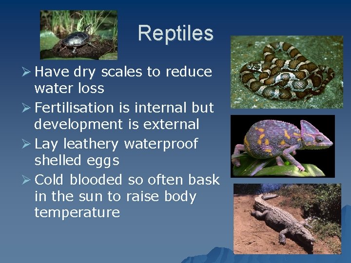 Reptiles Ø Have dry scales to reduce water loss Ø Fertilisation is internal but