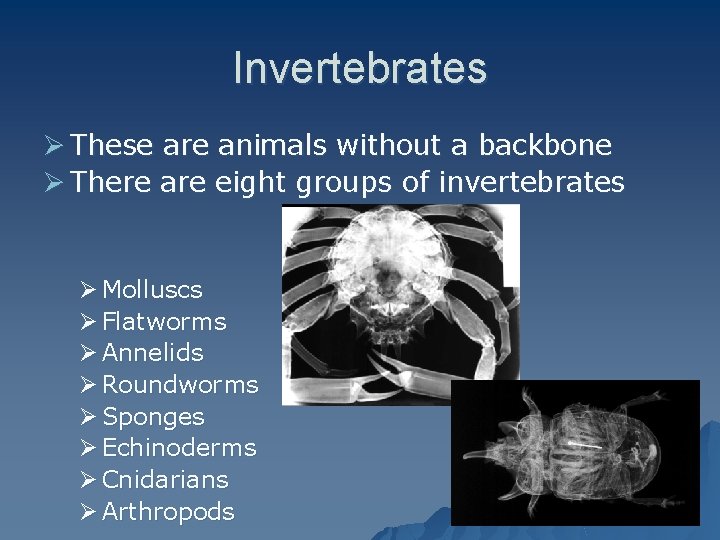 Invertebrates Ø These are animals without a backbone Ø There are eight groups of
