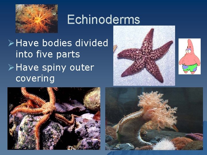 Echinoderms Ø Have bodies divided into five parts Ø Have spiny outer covering 