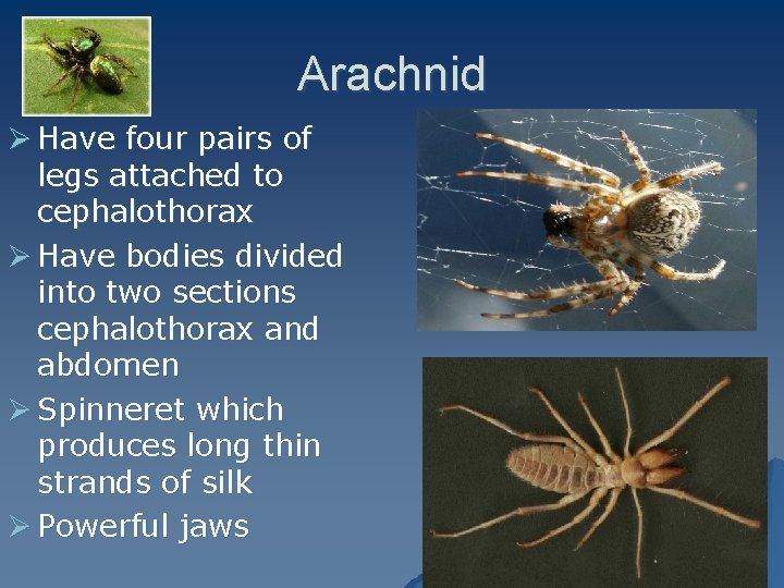 Arachnid Ø Have four pairs of legs attached to cephalothorax Ø Have bodies divided