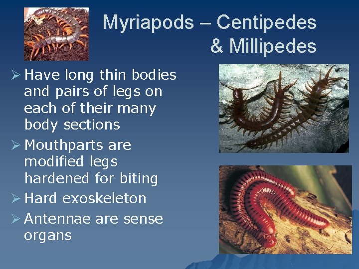 Myriapods – Centipedes & Millipedes Ø Have long thin bodies and pairs of legs