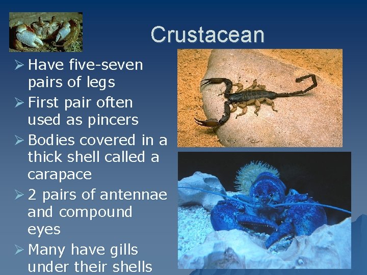 Crustacean Ø Have five-seven pairs of legs Ø First pair often used as pincers