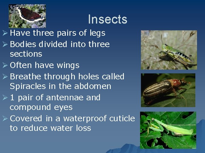 Insects Ø Have three pairs of legs Ø Bodies divided into three sections Ø