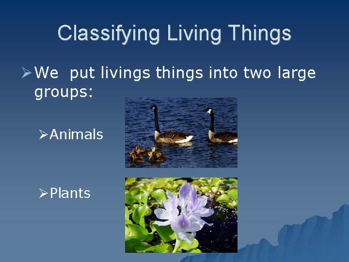 Classifying Living Things Ø We put livings things into two large groups: ØAnimals ØPlants