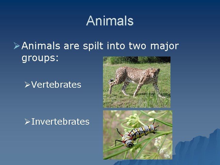 Animals Ø Animals are spilt into two major groups: ØVertebrates ØInvertebrates 