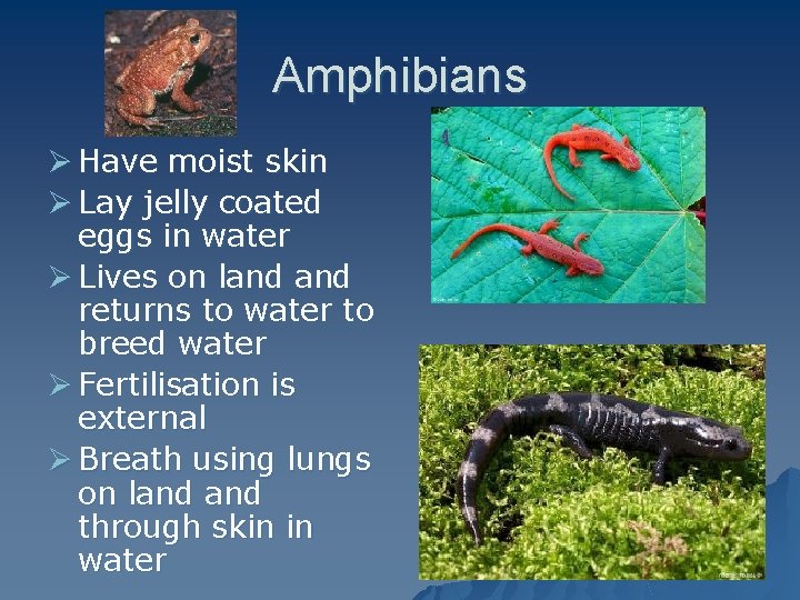 Amphibians Ø Have moist skin Ø Lay jelly coated eggs in water Ø Lives