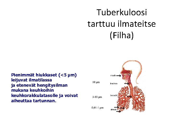 Tuberkuloosi tarttuu ilmateitse (Filha) Pienimmät hiukkaset (<5 µm) leijuvat ilmatilassa ja etenevät hengitysilman mukana