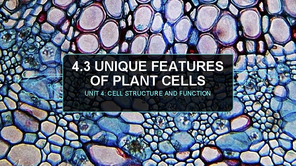 4 3 Unique Features Of Plant Cells Unit