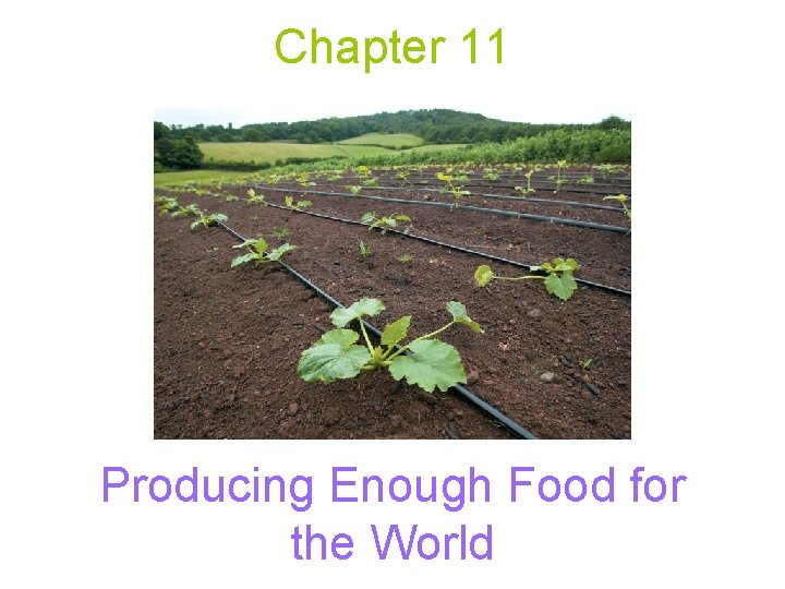 Chapter 11 Producing Enough Food for the World 