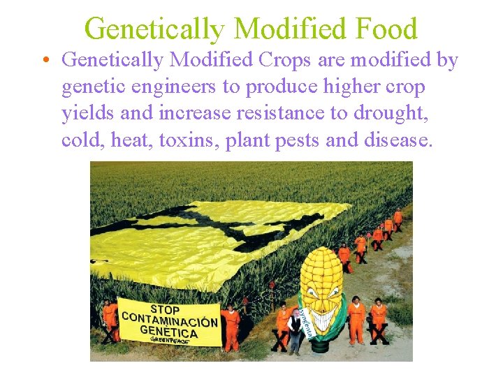 Genetically Modified Food • Genetically Modified Crops are modified by genetic engineers to produce
